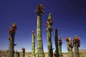 National monument and unesco biosphere reserve located in extreme southern arizona that shares a border with the mexican state of sonora. Organ Pipe Cactus Organ Pipe Cactus National Monument U S National Park Service