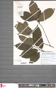 Image result for Anisocycla