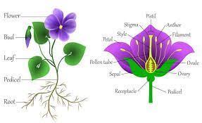 Simple Parts Of A Plant Diagram Google Search Diagram Google Parts Plant S Diagram Google Parts P In 2020 Flower Drawing Easy Flower Drawings Easy Drawings