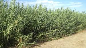 Image result for Arundo donax