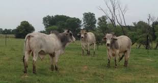 Black Angus Calves For Sale Near Me 5 Brahman Bulls For Sale Oklahoma For More Information Click On The Image Or See Ad 51045 On Www Ranchworldads Com Cattle For Sale Bull Brahman