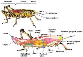 Grasshopper helps you focus on your business, so you can do what you're good at. Internal Anatomy Of A Female Cricket Typical Arthropod Anatomy Grasshopper Insect Anatomy Anatomy