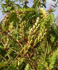 Image result for Acanthus polystachyus