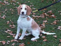 Adopt A Dog Bella Beagle Dogs Trust Dog Adoption Dogs Dogs Trust