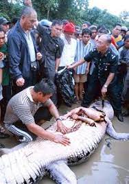 Selain menyukai dunia blogging, saya juga senang membaca dan menanam. Kisah Bujang Senang Indet Sanabong Yang Mematikan Buaya Dengan Sekali Tampar Soscili