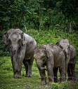ELEPHANT PRIDE SANCTUARY - CHIANG MAI TOURS