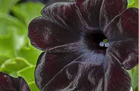 Les 10 Plus Belles Fleurs Noires Du Jardin With Images