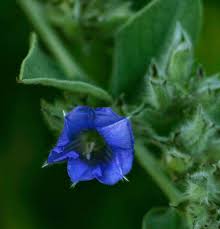 Image result for Bonamia