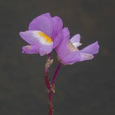Image result for Utricularia simulans