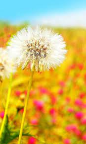 Pin By Rena Horn On Simple Pleasures Flowers Nature Dandelion Macro Flower
