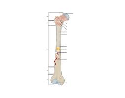 The labels include proximal epiphysis. Label A Long Bone Quiz
