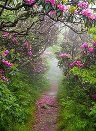 Pin By Ryma Triki On Endroits Merveilleux Craggy Gardens Beautiful Gardens Nature