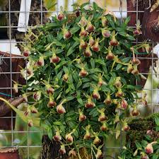 Image result for Epidendrum