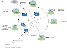 Check spelling or type a new query. Targeting Cyclin Dependent Kinases In Gastrointestinal Cancer Therapy Jinduo Zhang Discovery Medicine