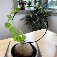 Image result for Salacia erecta