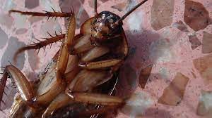 Orkin pest & termite control. Pest Control