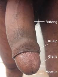 Injak kemaluan suami hingga pingsan, seorang wanita masuk bui, ini kronologinya. Zakar Manusia Wikipedia Bahasa Melayu Ensiklopedia Bebas