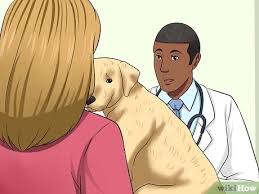 Believe it or not, keeping whipworms out of your yard is reasonably easy in many situations. How To Get Rid Of A Dog S Whipworms 7 Steps With Pictures