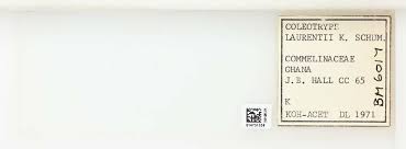 Image result for Coleotrype laurentii