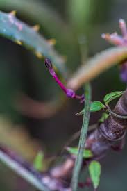 Image result for Syncolostemon linearis