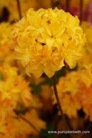 Millais Nurseries Gold Medal At The Rhs Chelsea Flower Show 2016 Pumpkin Beth Chelsea Flower Show Flowers Yellow Flowers
