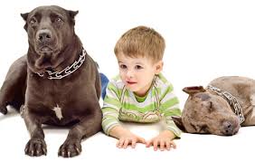 Radiation and pain medication are the typical modes of. Canine Lymphoma Bone Marrow Transplant Therapy Canine Lymphoma