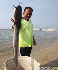 Mewarnai gambar ikan pada kesempatan ini kami akan memberitahukan kumpulan mewarnai gambar ikan dari berbagai jenis ikan yang ada laut maupun sungai atau yang ada di film kartun. Jenis Ikan Mati Di Pantai Ancol Mulai Dari Petek Kakap Hingga Lele Laut