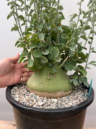 Image result for Adenia stolzii