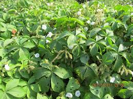 Image result for Merremia palmata