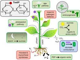 .plant and cell physiology is an international journal devoted to the publication of original papers pertaining to physiology, biochemistry impact factor 4.319 author/editor hiroo fukada isi jcr ranking publisher issn platform product type speciality language frequency coverage pdf. Best Of 2016 Top Topics In Plant Physiology Journal Plant Science Today