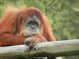 Um bocadinho do que podemos encontrar num dos melhores sítios que lisboa tem para visitar. Sumatran Orangutan Pongo Abelii At Jardim Zoologico De Lisboa Portugal Zoochat