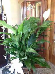 Peace lilies (spathiphyllum spp.) don't like a lot of fertilizer, so it's easy to overdo it. Peace Lily Spathiphyllum Your Plant Appears To Be A Peace Lily They Grow Best In Bright Indirect Light Indoors Ne Container Plants Root Rot Spathiphyllum