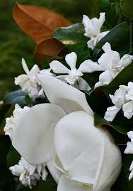 A Scent Sational Duo Magnolia And Gardenia Gardenia Fragrant Flowers Flower Arrangements