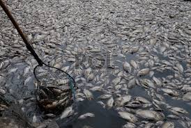 Ribuan ikan mati di sungai di magetan ini (foto: Jutaan Ikan Mati Di Sungai Australia Republika Online