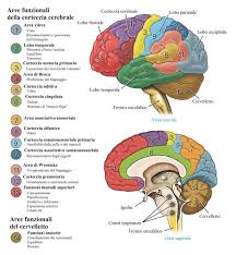Quali sono le conseguenze e le cause dell'emorragia cerebrale. Ictus Cerebrale Ischemico O Emorragico Sintomi E Cause Differenza Tia