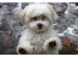 Ivy is housebroken and lives very nicely with…. Shih Poo Puppy Grooming How To Care For Your Poodle Mix Puppy S Fur Pethelpful