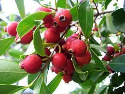 The berry is too bitter to eat when raw, but some people cook it and make it into jams and sauces. What Is This Small Red Fruit With A Passion Fruit Like Pulp Inside Gardening Landscaping Stack Exchange