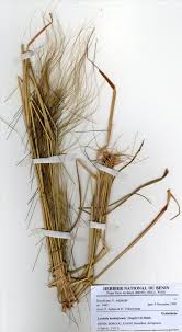 Image result for Loudetia