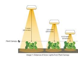 Led Grow Lights Distance For Cannabis Other Plants Bios Lighting