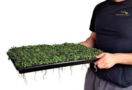 Check spelling or type a new query. Microgreen Trays Shop Shallow Drainage Trays For Microgreens Bootstrap Farmer