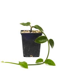 Image result for Ceropegia elongata