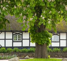 Two teenager talking illustrated houses buying a house mother using smartphone luxury dining table wood house keys hands house key handimng over couple home relaxing married couple watching tv wood beam ceiling. Feng Shui Of A Big Tree In Front Of The House