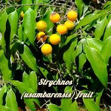 Image result for Strychnos matopensis