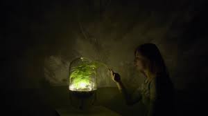 Start by giving your seedlings 8 hours of light a day and slowly increase to 12 hours. Living Light Is An Off Grid Lamp Powered By Photosynthesis