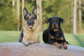 Von herrschaft rottweilers is a highly sought after rottweiler puppies for sale. 15 Great Rottweiler Mixes Rottie Mixed Breeds For The Win