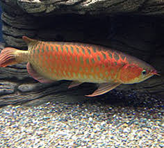 Known as the long yu, or dragon. The Asian Arowana Endangered Animals Dragon Fish Food Animals