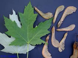 Shaded area represents potential planting nurseries may offer one or several cultivars of sugar maple: Early Fall Woody Plants