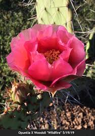 You can make your own study and see if works for you, which is the only test that really. Growing Opuntia Prickly Pear Cactus In Arkansas