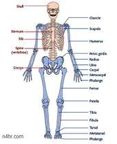 نتيجة بحث الصور عن كيف يمكن صناعة الهيكل العظمي Basic Anatomy And Physiology Human Skeleton Anatomy Human Body Anatomy