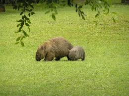 After a heartbreaking start to life, things are finally looking up for george the wombat. Wombat Baby Photos Free Royalty Free Stock Photos From Dreamstime